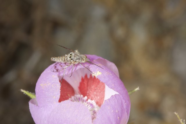 A Moth on a Pink Geranium