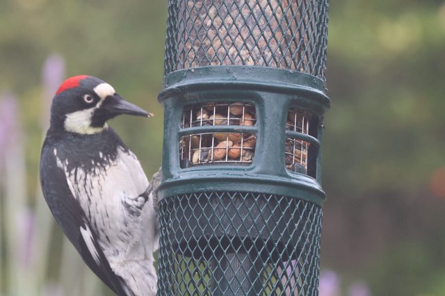 Acorn Woodpecker Feeding at Garden Bird Feeder