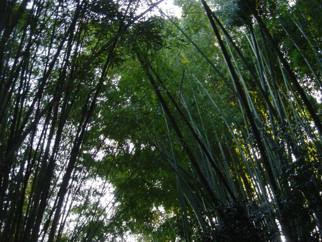 The Beauty of Bamboo
