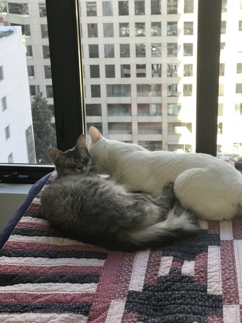 Feline Friends Enjoying Home Decor
