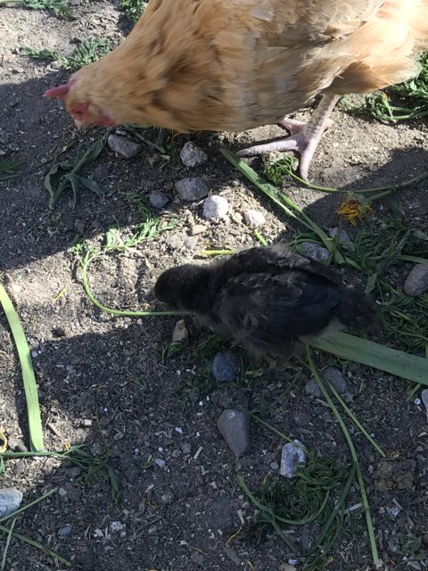 Mother Hen and Her Chick