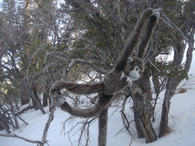 A Stuffed Monkey in Winter Wonderland