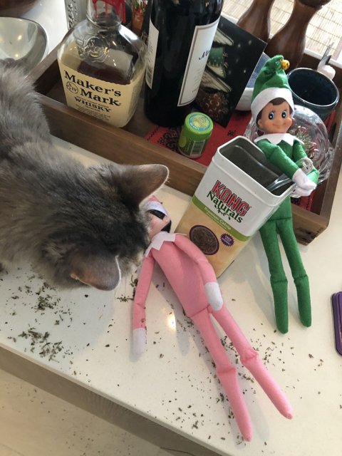 Curious Cat and the Elf Doll