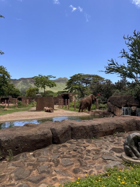 Majestic Elephants at Honolulu Zoo