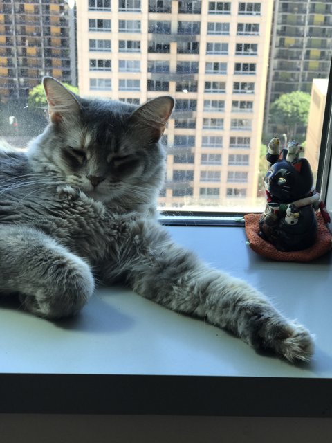 Relaxing with a Toy on the Windowsill