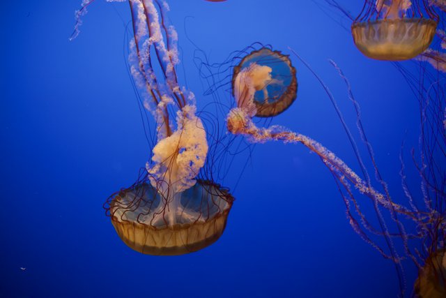 Serene Underwater Dance at Monterey Bay Aquarium