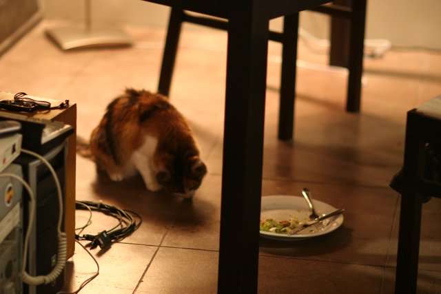 The Dining Cat