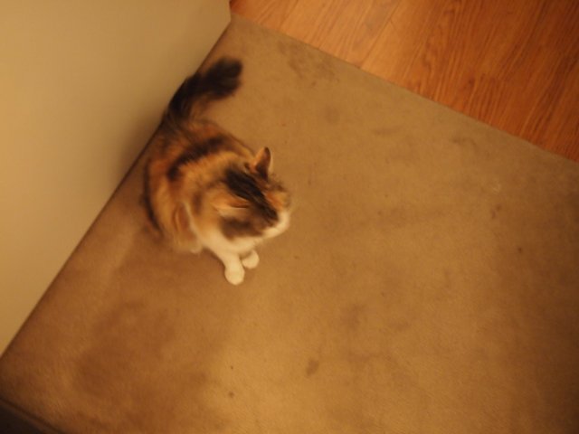 Curious Cat on Hardwood Flooring
