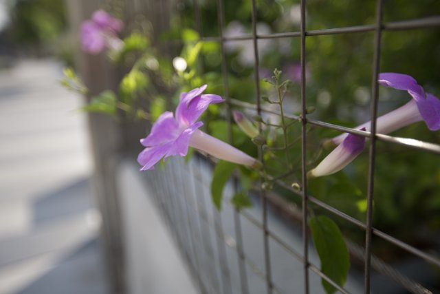 Fence Flower Find