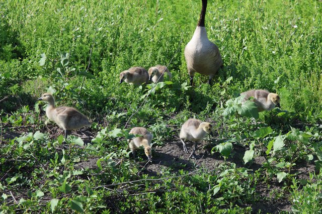 Canada Goose Family Foraging in Spring Wetland Meadow