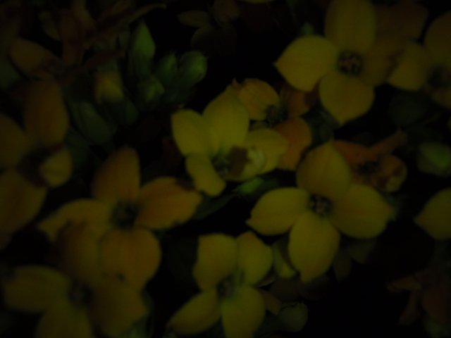 Illuminated Geraniums