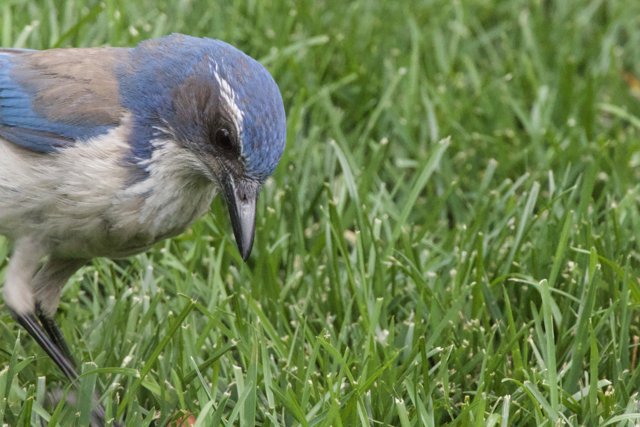 Curious Blue Jay in the Grass