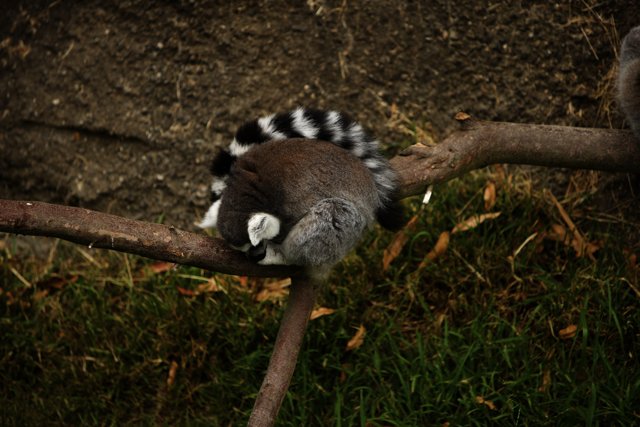 2023 Oakland Zoo - Curious Lemur.