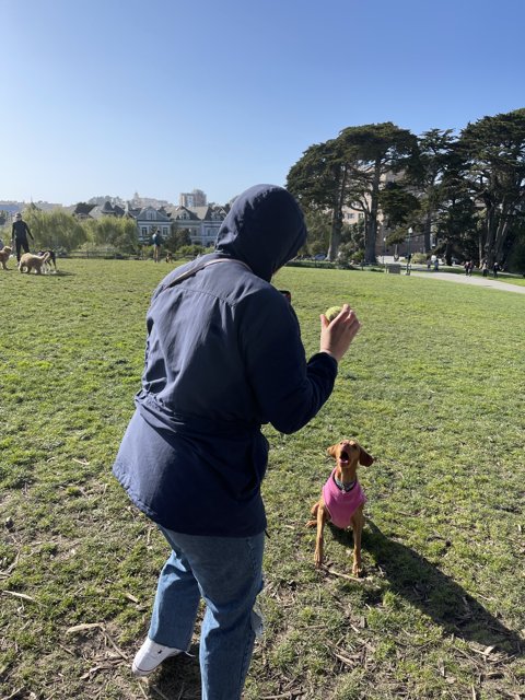 Playing Fetch in Alamo Square