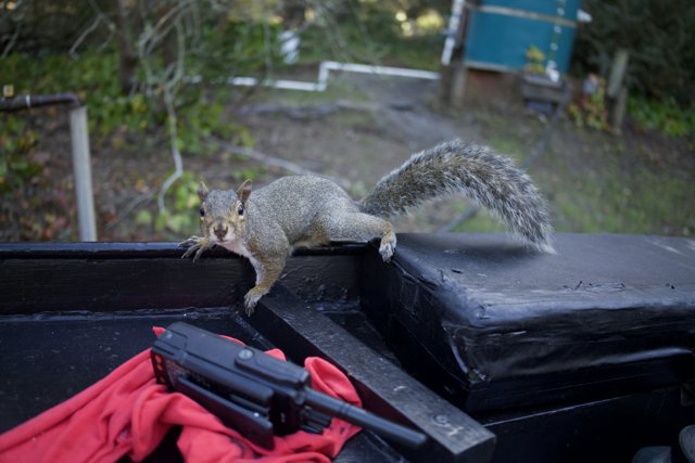 Squirrel Sentinel: Casual Afternoon Affair at SF Zoo