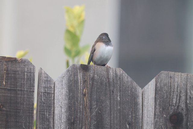 Dark-eyed Junco Perched on Weathered Fence