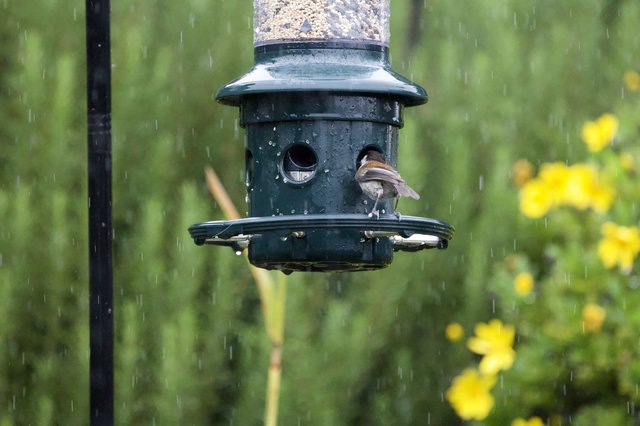 Sparrow Braving the Rain at Garden Bird Feeder