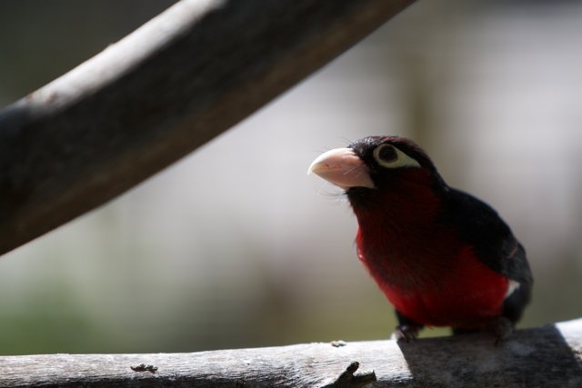 Red and Black Bird on Branch