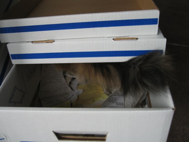 Cat in a Cozy Carton