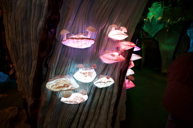Illuminated Mushroom Sculptures in Fantasy Forest Display