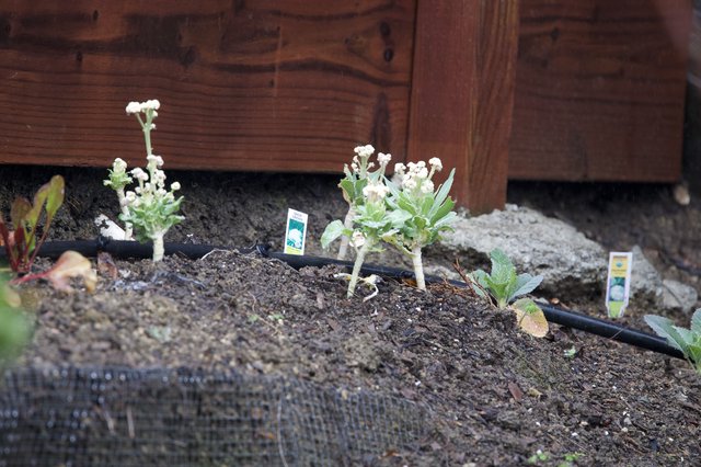 New Garden Bed Planted Below Wooden Deck