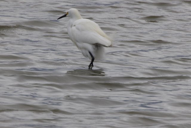 Graceful Presence
