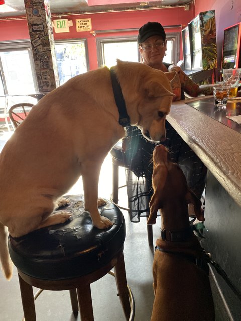 A Woman and Her Canine Companions at the Pub