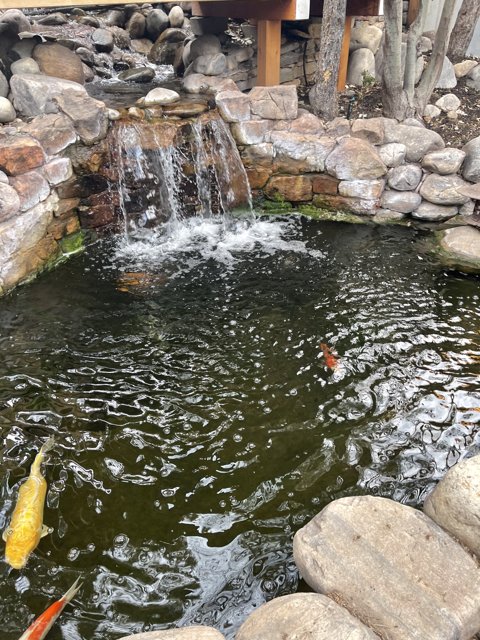 Serene Pond with Waterfall and Fish