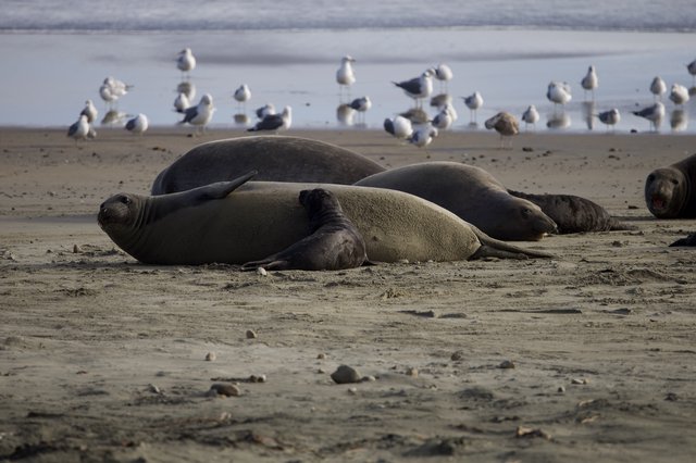Elephant Seals Resting on Drakes Beach with Seabirds