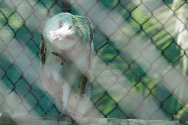 Mystic Gaze: An Owl at the Honolulu Zoo