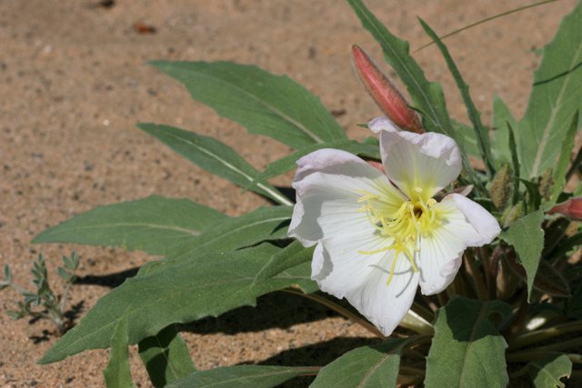 Yellow-Petaled Lily in Sandy Surroundings