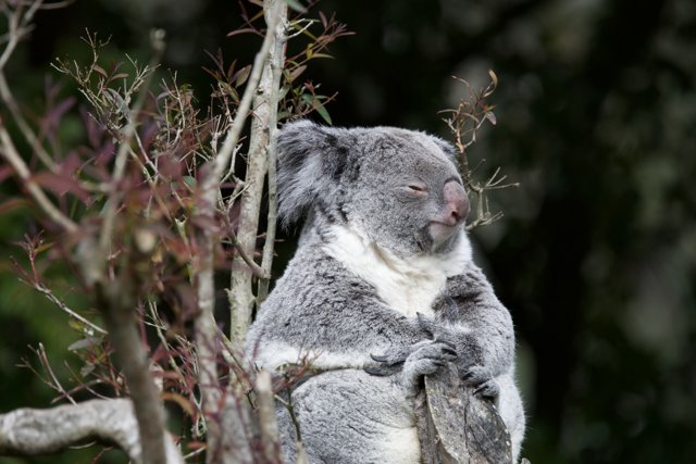 Tranquility in Branches: A Koala at the SF Zoo