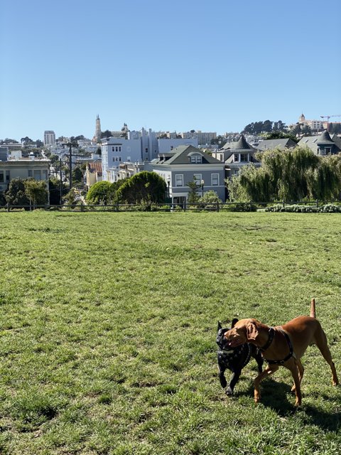 Two Dogs Enjoying the Urban Countryside
