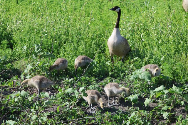 Canada Goose Family Foraging in Wetland Vegetation