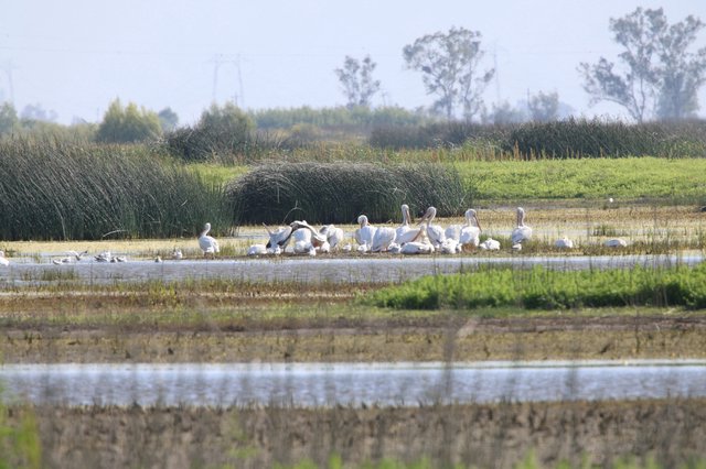 Great White Pelicans Gathering in Wetland Marshes