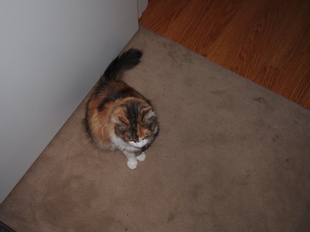 Serene Cat on Hardwood Floor