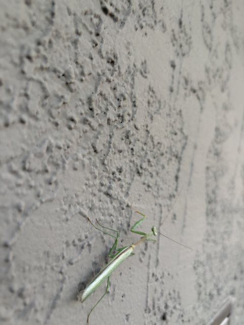 Mantis on the Move