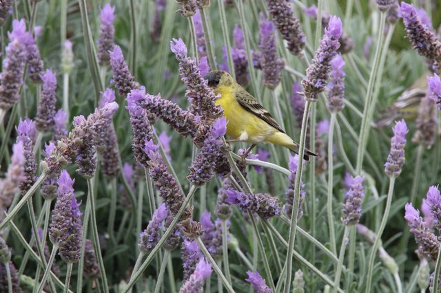 Lesser Goldfinch Feeding on Lavender Flowers