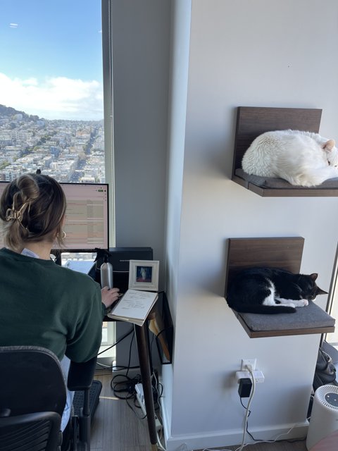 Catnap at the Desk