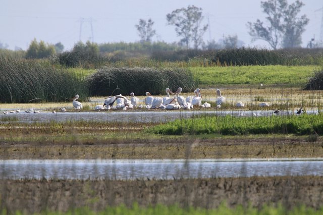 White Pelicans Gathering in Wetland Marsh