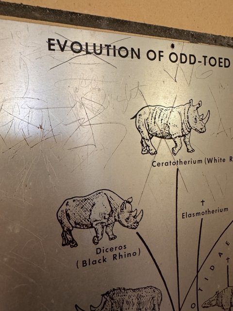 Educational Depiction of Rhinoceros Evolution at Honolulu Zoo