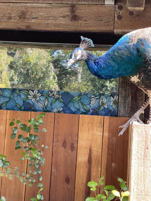 Regal Peacock on Wooden Fence