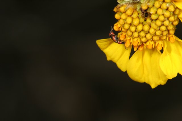Bug Pollinating a Yellow Flower