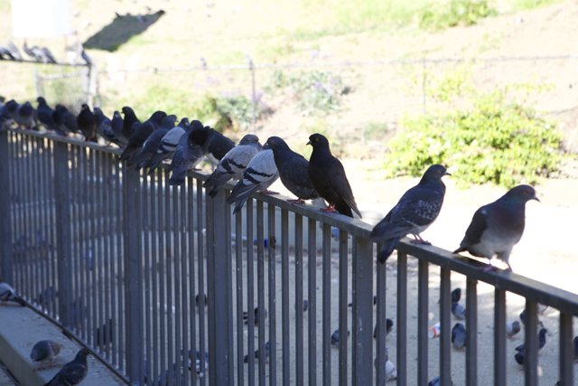 Pecking order on the fence