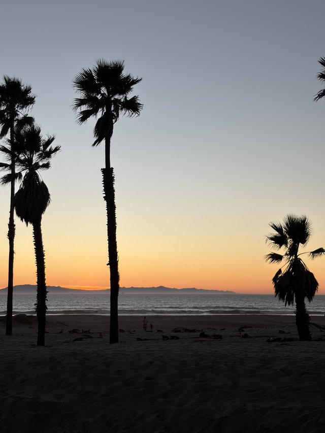 Palm Trees Silhouetted Against Ocean Sunset Beach