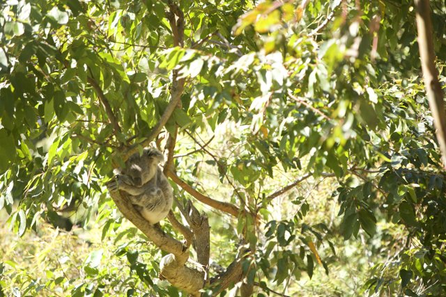 Tender Moments - A Koala Family at SF Zoo