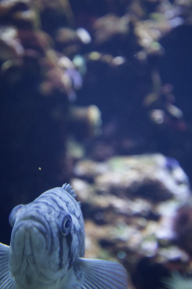 Blue Fish in Contemplative Aquarium Portrait