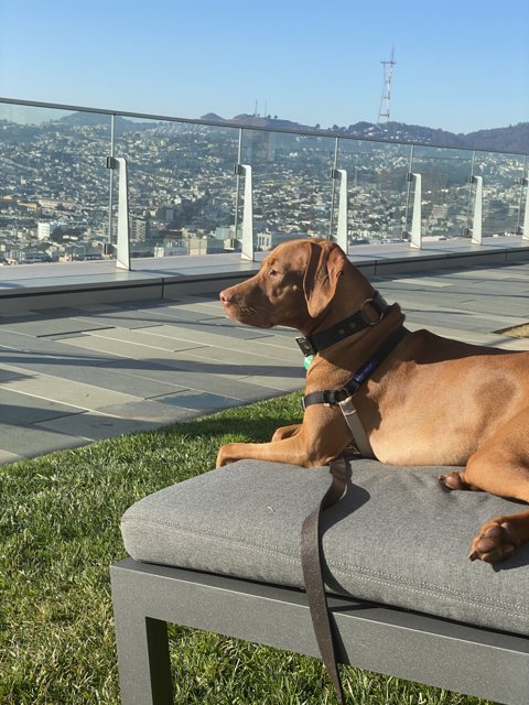 Canine Relaxation with a View