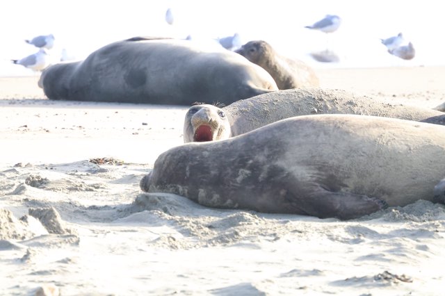 Elephant Seal Yawning Among Colony on Sandy Beach