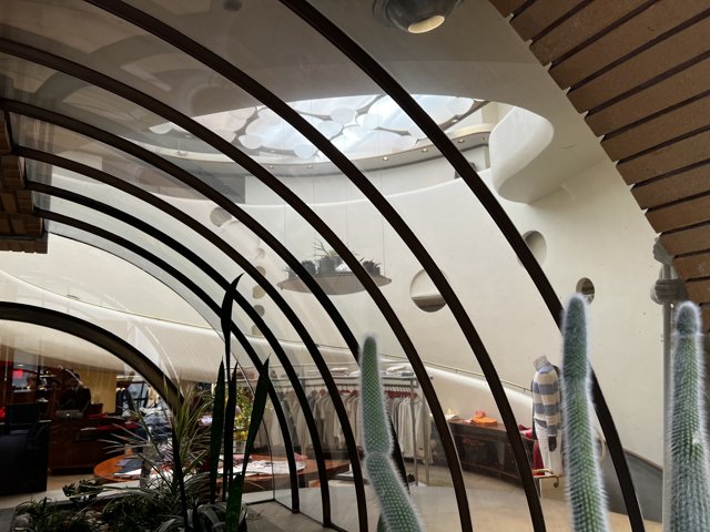 A Cactus Oasis in a Curved Ceiling Room